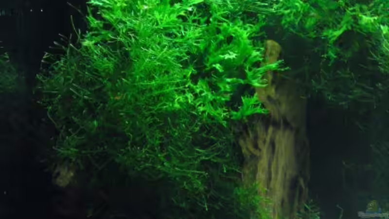 manrovenwurzel nach 3 monaten von SINAN (25)