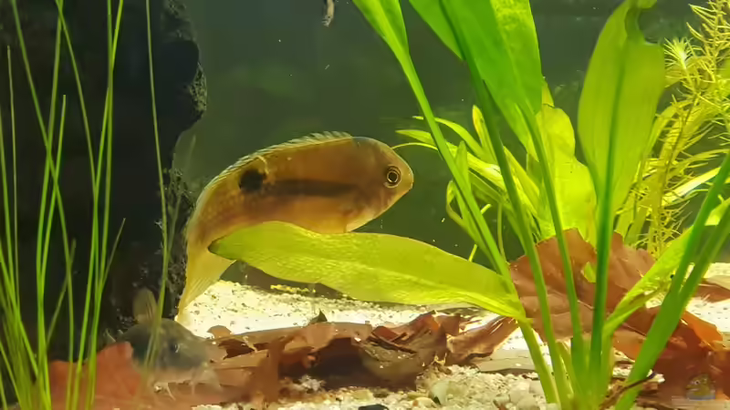 Maraoni  von Mel (24)