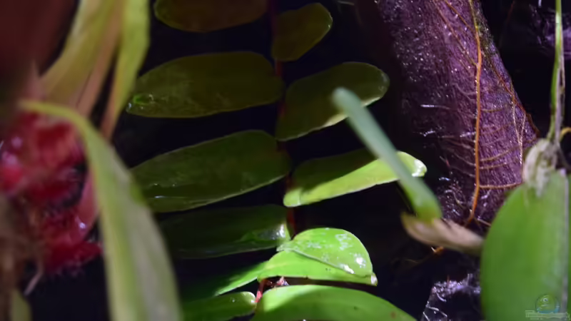 Marcgravia sintenisii von Junglist (28)