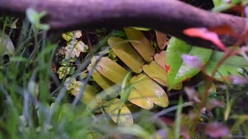 Marcgravia sintenisii von Junglist (49)