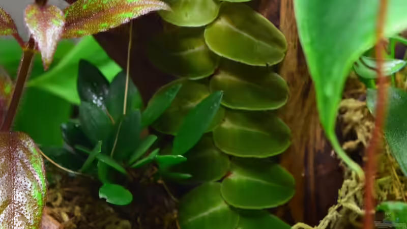 Marcgravia umbellata 29.12.2018 von Junglist (35)