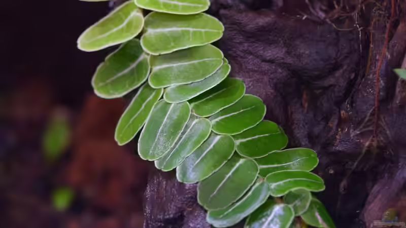 Marcgravia umbellata von Junglist (35)