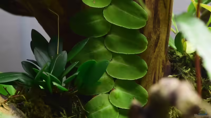 Marcgravia umbellata von Junglist (38)