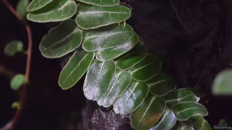 Marcgravia umbellata von Junglist (42)