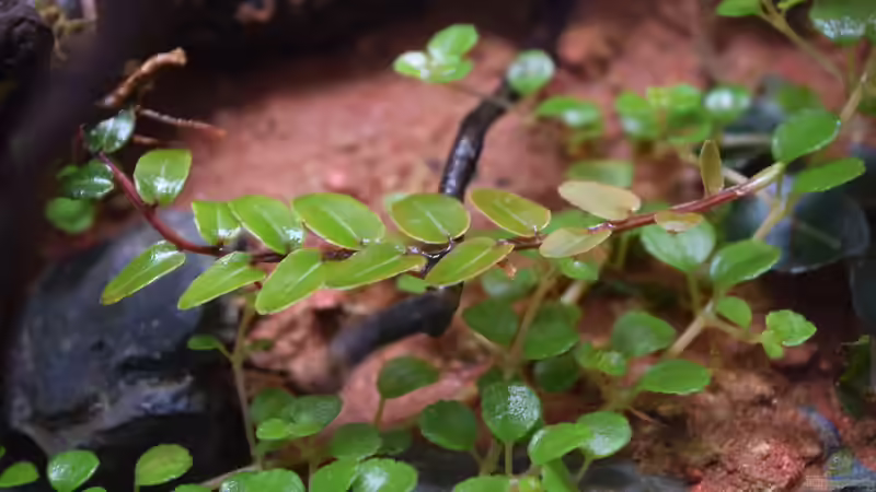 Marcgravia umbellata von Junglist (8)