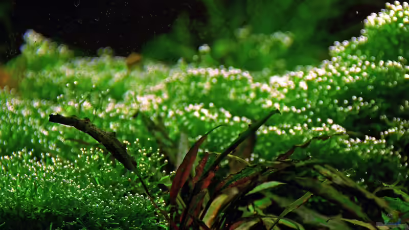 March 2013, central detail von lomarraco (29)