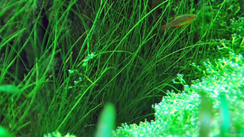 March 2013, Elechoaris acicularis von lomarraco (13)