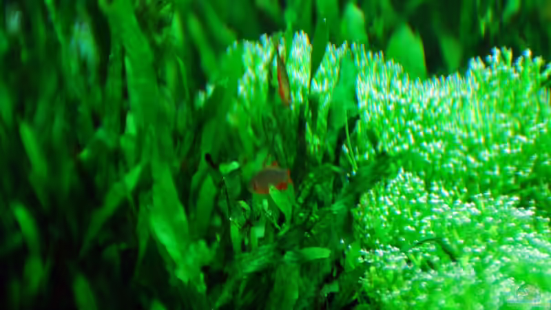 March 2013, Microsorum pteropus narrow von lomarraco (14)