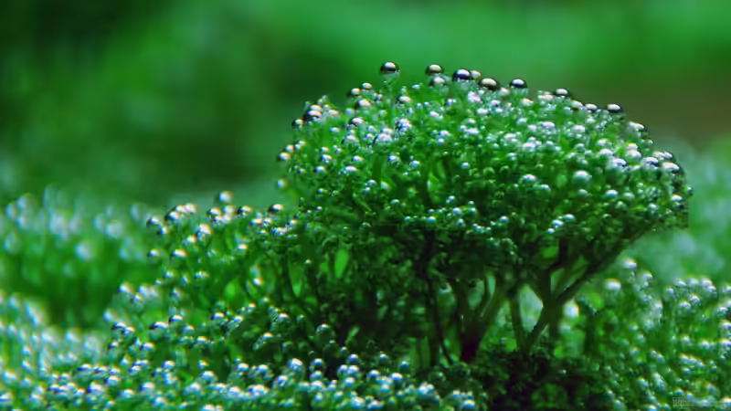 March 2013, Riccia fluitans von lomarraco (12)