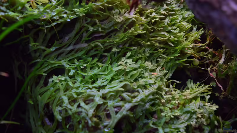 Marchantia polymorpha Brunnenlebermoos von Junglist (13)