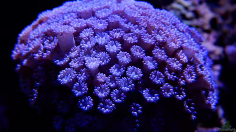 Margeritenkoralle von uepsie (7)