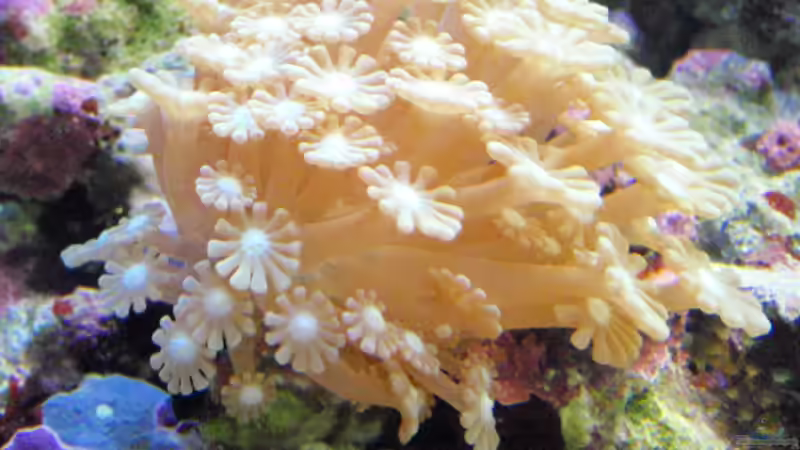Margerittenkoralle + von reefaddict (4)