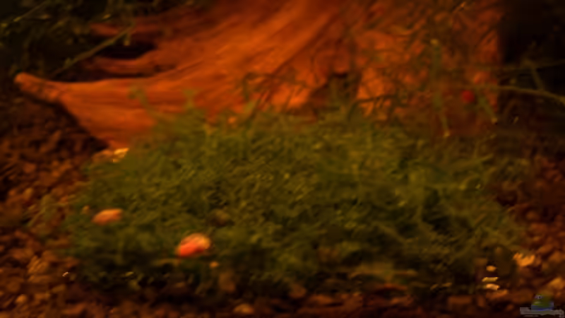 Margrovenwurzel mit Mooskissen davor von Thomas Zips (14)