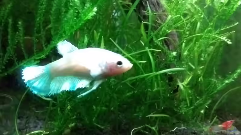 Maria 24.10.18 von Stephy (15)