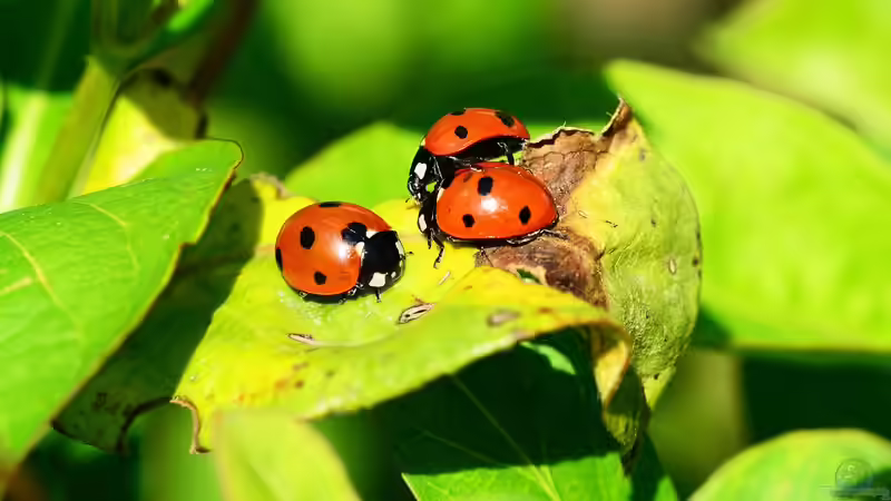 Marienkäfer - Die verschiedenen Arten