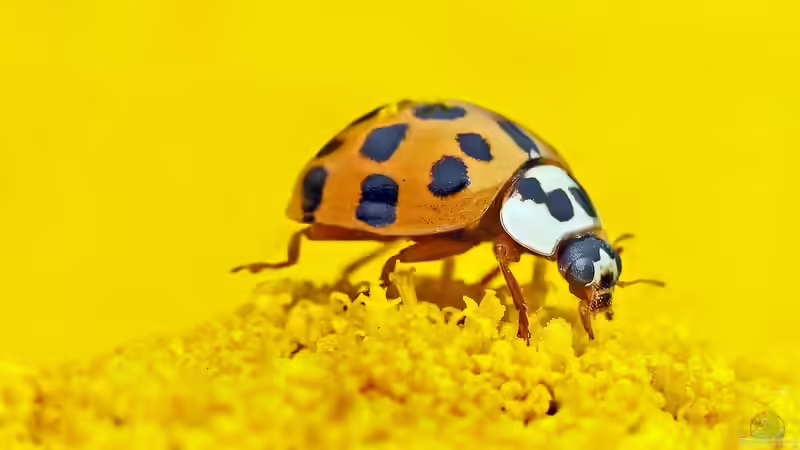 Marienkäfer - Die verschiedenen Arten