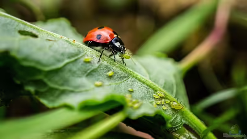 Marienkäfer: Die biologische Waffe gegen Blattläuse