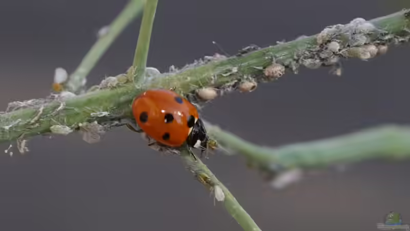 Marienkäfer: Die biologische Waffe gegen Blattläuse