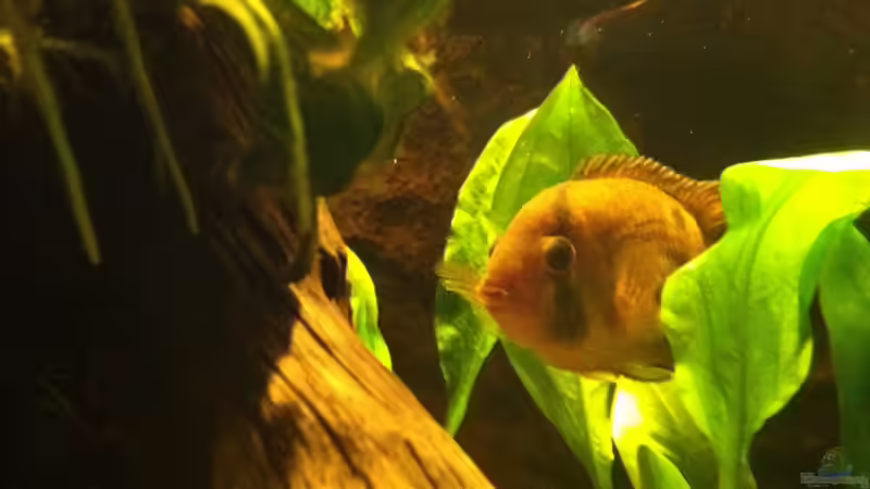 Marini Barsch Männchen  von American Stone (21)