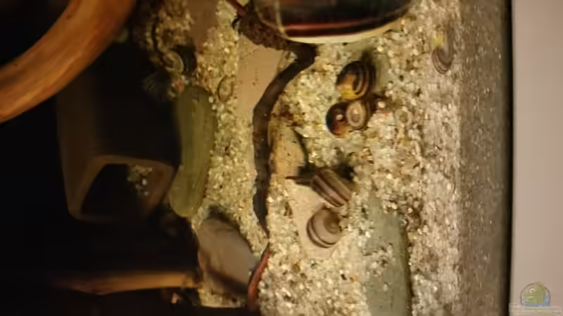 Marisa Cornuarietis Nachzuchten mit ca. 0,5 cm Durchmesser von Alien2k (4)