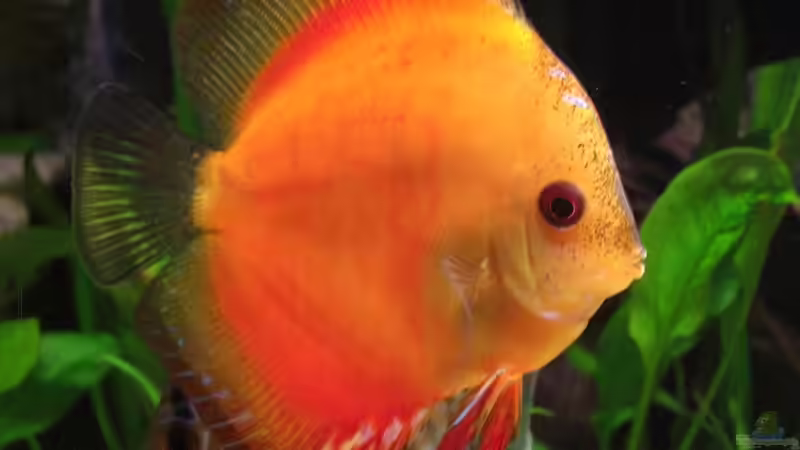 Marlboro Red  10,0 cm von Matoba (33)