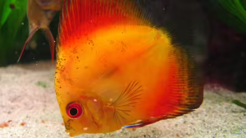 Marlboro Red von Dennis (6)