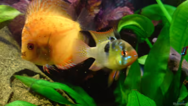 Marlboro und Schmetterlings-Bock von GGuardiaNN (23)