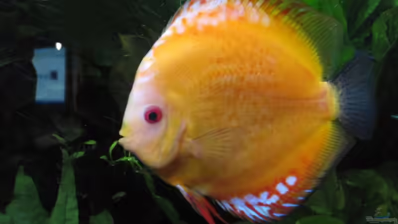 Marlboro von Jogi (38)