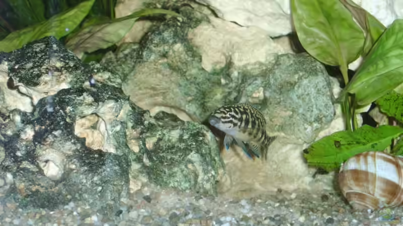 Marlieri ( Chefin ) von Sandra Ringle und Jörg Buß (14)