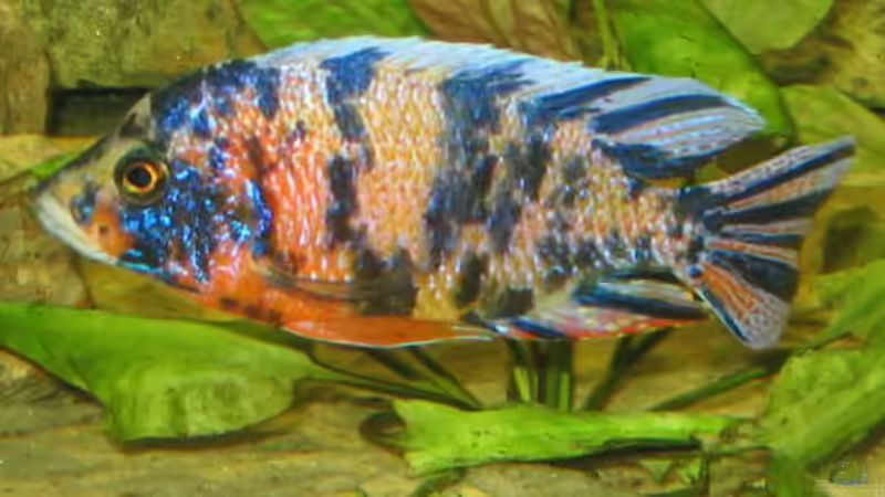 Marmelade Bock Neu von Osman Gökcül (24)