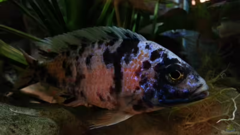 Marmelade Bock von Udo Lehr (23)