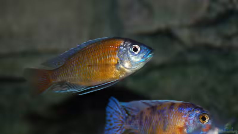 Marmelade cat- Kadango red fin von Frank Hopp (62)