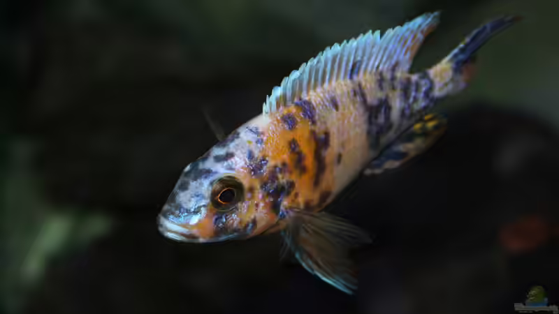 Marmelade Cat Nahaufnahme - nicht mehr im aktuellen Besatz von Tobias Summerer (56)