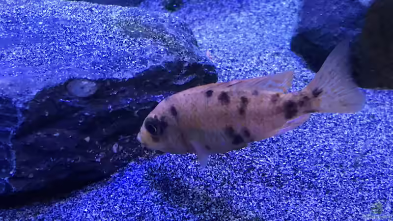 Marmelade Cat von skipper1202 (38)