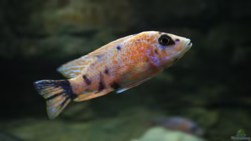 Marmelade Cat von skipper1202 (55)