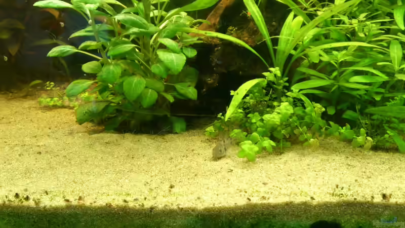 Marmopanzerwelse von Schnuppe (2)