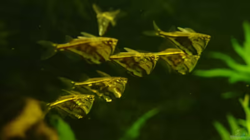 Marmor Beilbauch von Igor Cernitori (7)