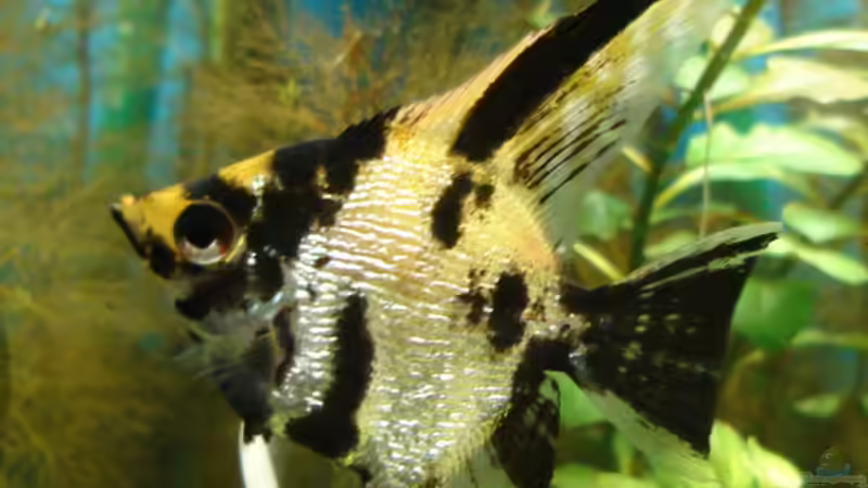 Marmor-Diamant-Skalar (der Andere) von Susanne Kruse (26)