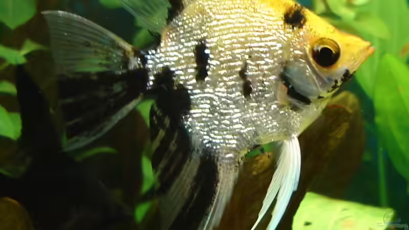 Marmor-Diamant-Skalar von Susanne Kruse (22)