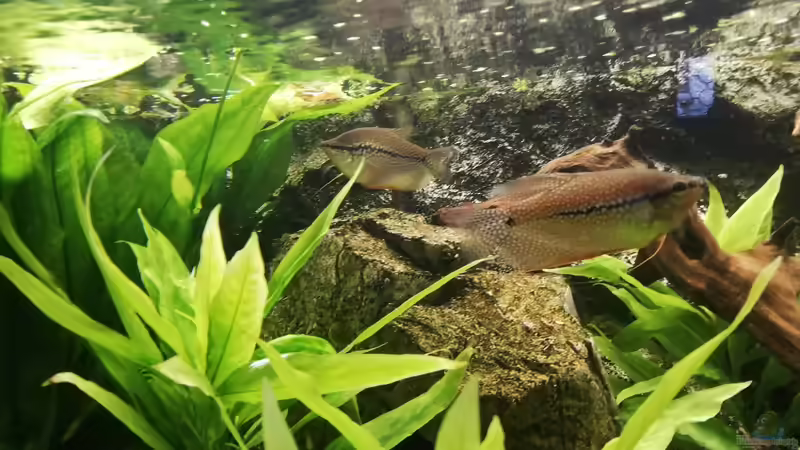 Marmor Fadenfisch von Chinese Inai (18)