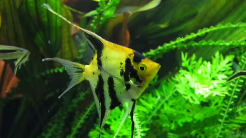 Marmor Skalar von Oberoesterreicher (37)