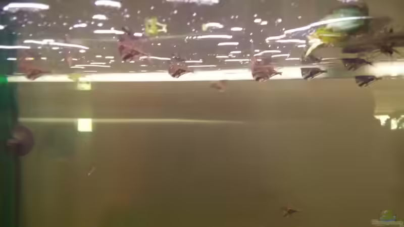 Marmorbeilbäuche von AustroTom (29)