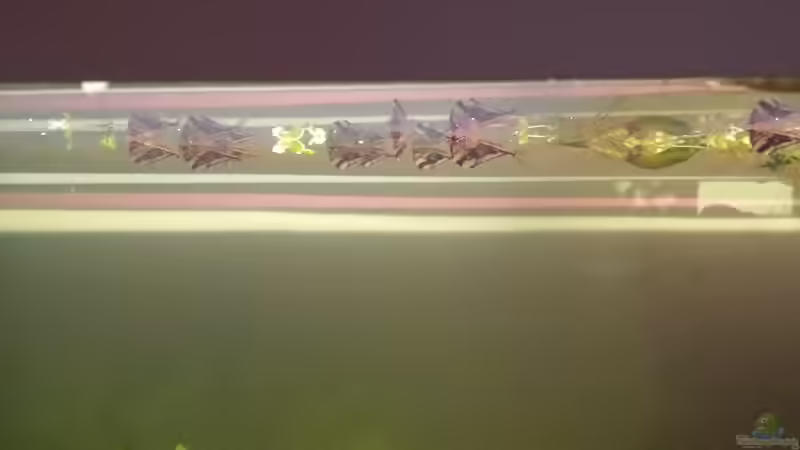 Marmorbeilbäuche von AustroTom (30)