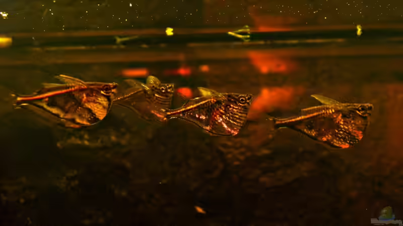 Marmorbeilbäuche von Mattie (7)