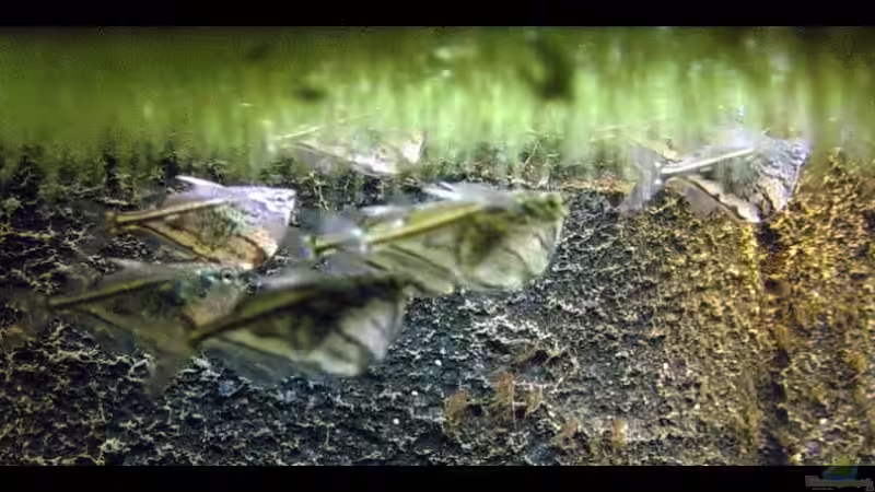 Marmorbeilbäuche von The_Lizardking (36)