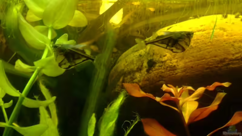 Marmorbeilbäucher von TetraMike (34)