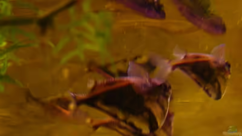 Marmorbeilbauch von The_Lizardking (18)