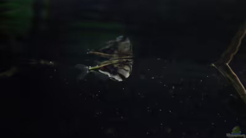 Marmorbeilbauch von Thomas S-H (24)