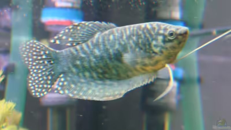 Einrichtungsbeispiele für Trichopodus trichopterus