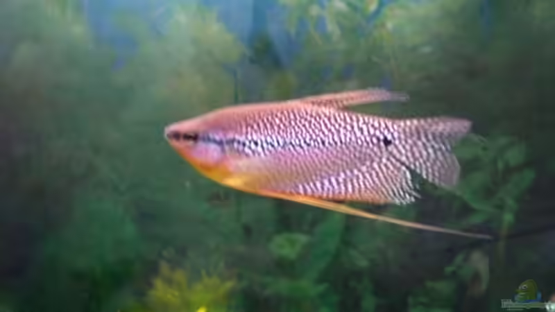 Marmorfadenfisch von Frank Schröder (7)